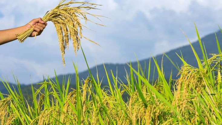 CROP INSURANCE 2025
