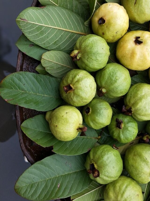 correct time to eat guava