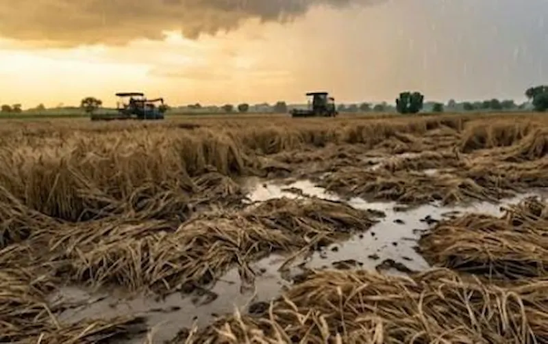 Climate change and unseasonal rain