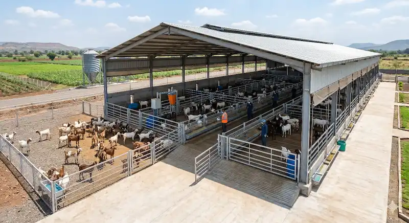 Sheli Mendi palan Yojana 2026